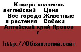 Кокерс спаниель английский  › Цена ­ 4 500 - Все города Животные и растения » Собаки   . Алтайский край,Яровое г.